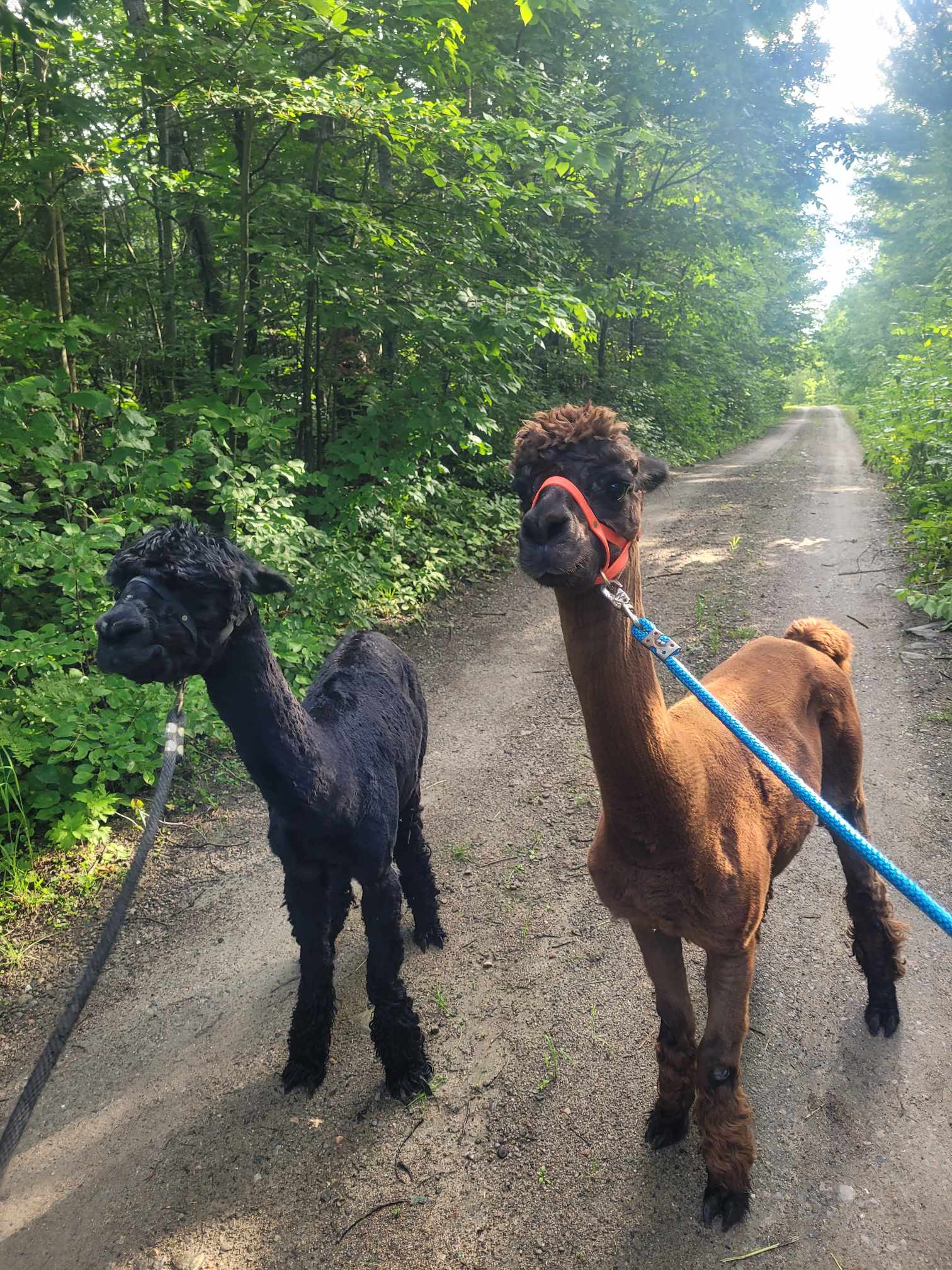Alpacas